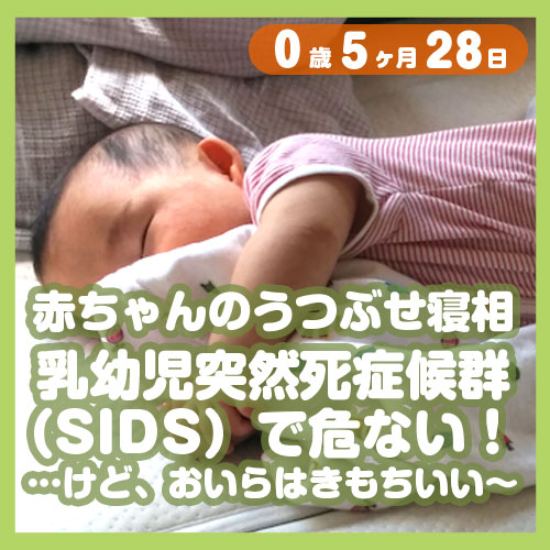 赤ちゃんのうつぶせ寝相 乳幼児突然死症候群 Sids で危ない けど おいらは きもちいい コレ芝 幼児日本語教育