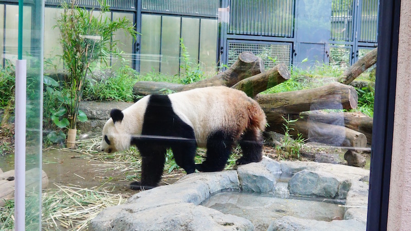 パンダ,上野動物園