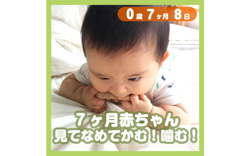 7ヶ月赤ちゃん 見てなめてかむ 噛む コレ芝 幼児日本語教育