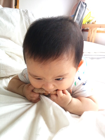 7ヶ月赤ちゃん 見てなめてかむ 噛む コレ芝 幼児日本語教育