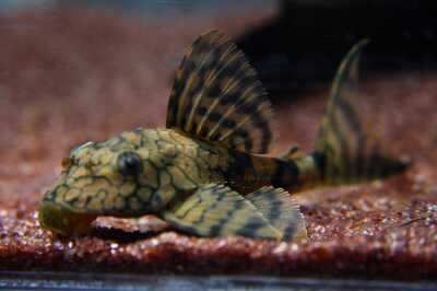 東京タワー水族館 魚一覧01 海の熱帯魚 北 南アメリカの熱帯魚 コレ芝 幼児日本語教育 東京タワー水族館 魚一覧01 海の熱帯魚 北 南アメリカの熱帯魚 コレ芝 幼児日本語教育