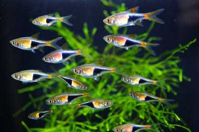 東京タワー水族館 魚など一覧04 アフリカの熱帯魚 アジアオセアニアの熱帯魚 コレ芝 幼児日本語教育